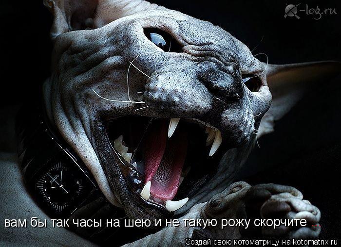 Котоматрица: вам бы так часы на шею и не такую рожу скорчите ...