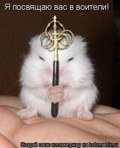 Котоматрица: Я посвящаю вас в воители!