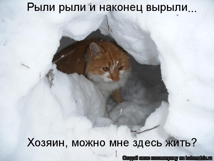 Рыли рыли и наконец вырыли ... Хозяин, можно мне здесь жить?... Котоматрица: Рыли рыли и наконец вырыли ... Хозяин, можно мне здесь жить?