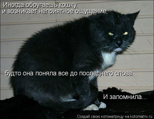Иногда обругаешь кошку, взглянешь на нее, и возникает неприятное ощущение, будто она поняла все до по... Котоматрица: Иногда обругаешь кошку, взглянешь на нее, и возникает неприятное ощущение, будто она поняла все до последнего слова. И запомнила... Иногда об