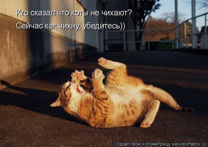 Кто сказал что коты не чихают? Сейчас как чихну, убедитесь))... Котоматрица: Кто сказал что коты не чихают? Сейчас как чихну, убедитесь))