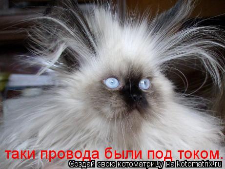 таки провода были под током...... Котоматрица: таки провода были под током...