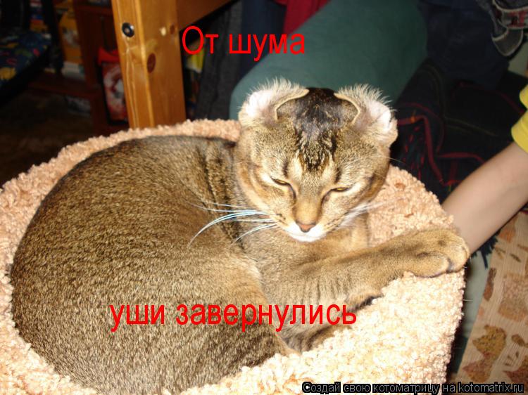 От шума уши завернулись... Котоматрица: От шума уши завернулись