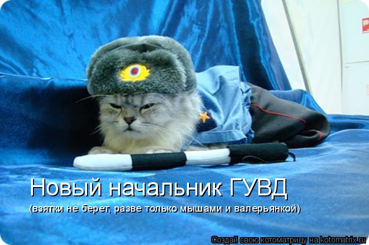 Котоматрица: Новый начальник ГУВД (взятки не берет, разве только мышами и валерьянкой)