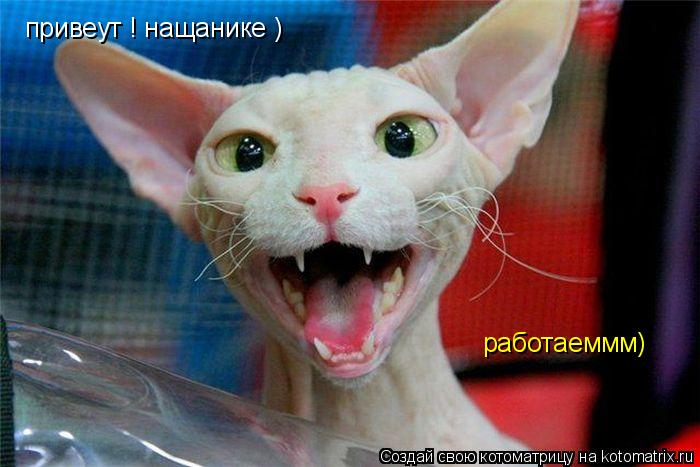 Котоматрица: привеут ! нащанике ) работаеммм)