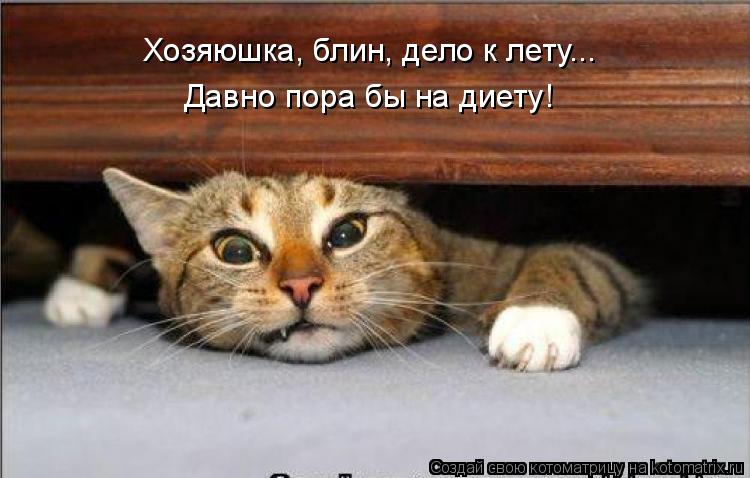 Хозяюшка, блин, дело к лету... Давно пора бы на диету!... Котоматрица: Хозяюшка, блин, дело к лету... Давно пора бы на диету!