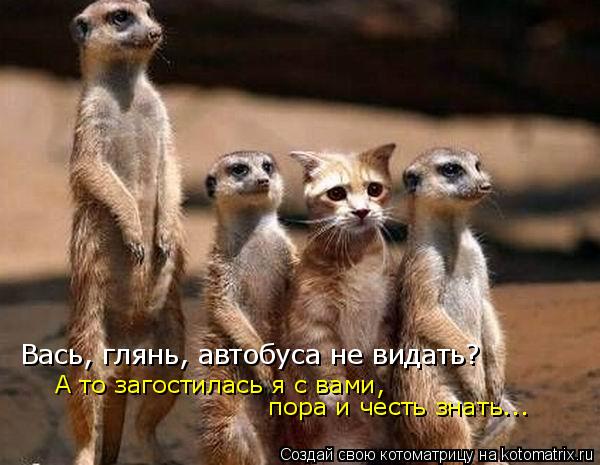 Котоматрица: Вась, глянь, автобуса не видать? А то загостилась я с вами, пора и честь знать...