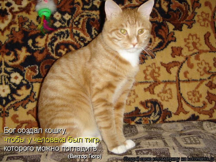 Котоматрица: Бог создал кошку, чтобы у человека был тигр, которого можно погладить... (Виктор Гюго)