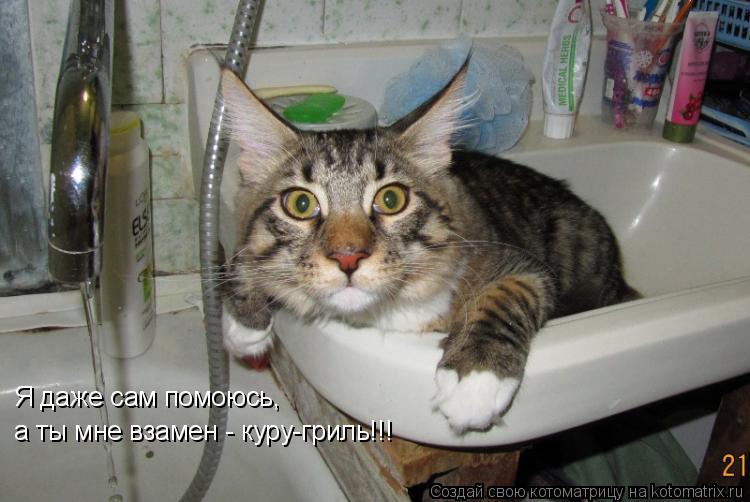 Я даже сам помоюсь, а ты мне взамен - куру-гриль!!!... Котоматрица: Я даже сам помоюсь, а ты мне взамен - куру-гриль!!!