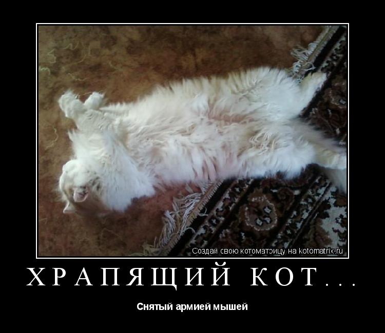 Храпящий кот... Снятый армией мышей... Котоматрица: Храпящий кот... Снятый армией мышей