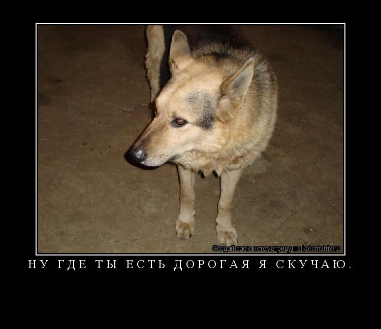 Ну где ты есть дорогая я скучаю. ... Котоматрица: Ну где ты есть дорогая я скучаю.
