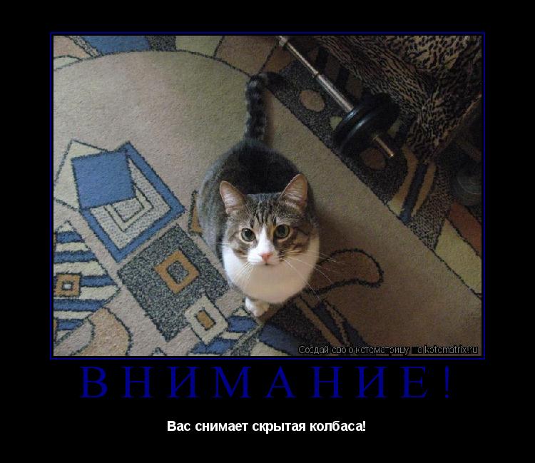 Внимание! Вас снимает скрытая колбаса!... Котоматрица: Внимание! Вас снимает скрытая колбаса!