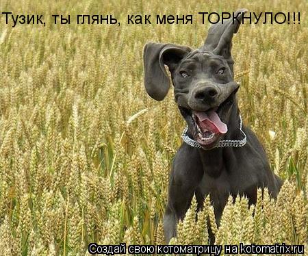 Котоматрица: Тузик, ты глянь, как меня ТОРКНУЛО!!!