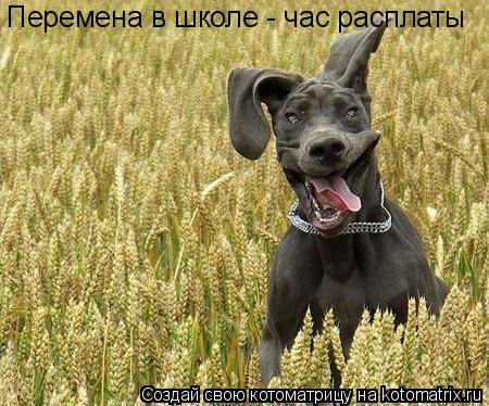 Перемена в школе - час расплаты... Котоматрица: Перемена в школе - час расплаты