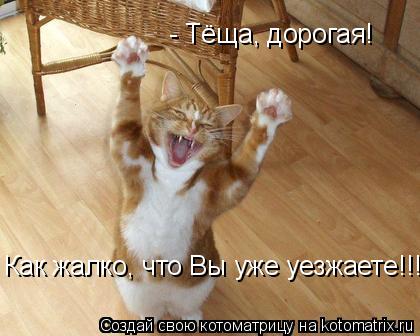 Котоматрица: - Тёща, дорогая! Как жалко, что Вы уже уезжаете!!!