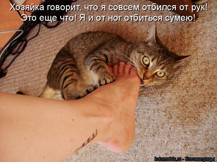 Хозяйка говорит, что я совсем отбился от рук! Это еще что! Я и от ног отбиться сумею!... Котоматрица: Хозяйка говорит, что я совсем отбился от рук! Это еще что! Я и от ног отбиться сумею!