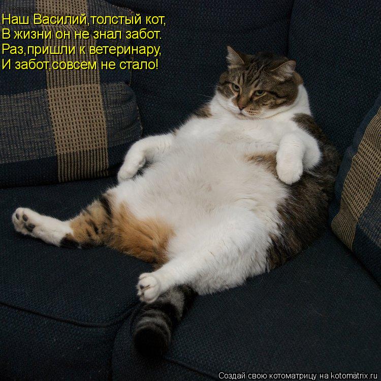 Котоматрица: Наш Василий,толстый кот, В жизни он не знал забот. Раз,пришли к ветеринару, И забот,совсем не стало!