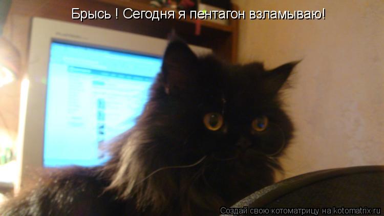 Котоматрица: Брысь ! Сегодня я пентагон взламываю!