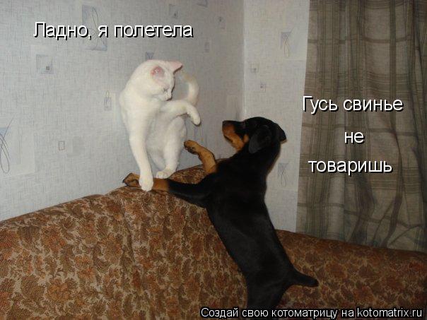 Котоматрица: Гусь свинье  не товаришь Ладно, я полетела
