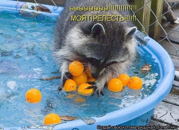 Котоматрица: ыыыыыыыы!!!!!!!!!!!!!! МОЯ ПРЕЛЕСТЬ!!!!!!