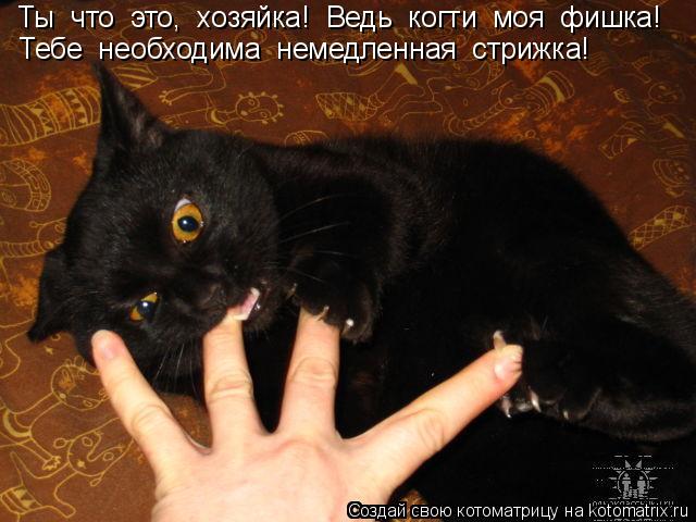 Котоматрица: Ты  что  это,  хозяйка!  Ведь  когти  моя  фишка! Тебе  необходима  немедленная  стрижка!