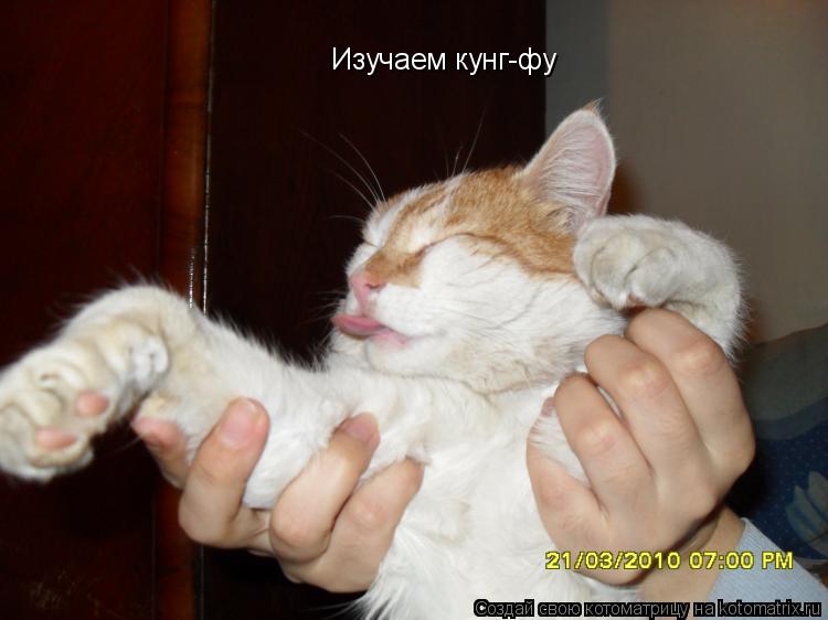Котоматрица: Изучаем кунг-фу