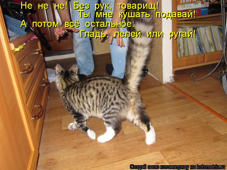 Не не не! Без рук, товарищ! Ты мне кушать подавай! А потом всё остальное: Гладь, лелей и... Котоматрица: Не не не! Без рук, товарищ! Ты мне кушать подавай! А потом всё остальное: Гладь, лелей или ругай!