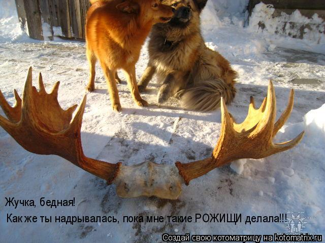 Жучка, бедная! Как же ты надрывалась, пока мне такие РОЖИЩИ делала!!!... Котоматрица: Жучка, бедная! Как же ты надрывалась, пока мне такие РОЖИЩИ делала!!!