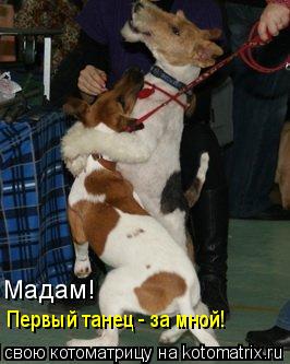 Котоматрица: Мадам! Первый танец - за мной!
