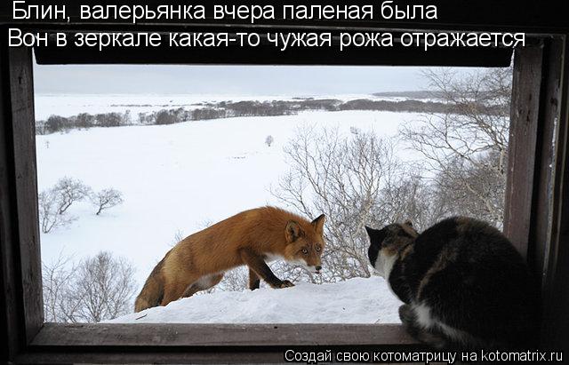 Котоматрица: Блин, валерьянка вчера паленая была Вон в зеркале какая-то чужая рожа отражается