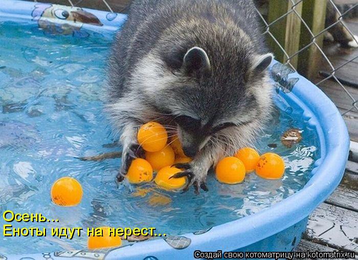 Котоматрица: Осень... Еноты идут на нерест...