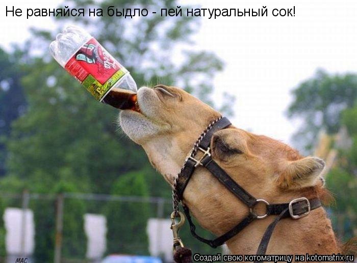 Котоматрица: Не равняйся на быдло - пей натуральный сок!