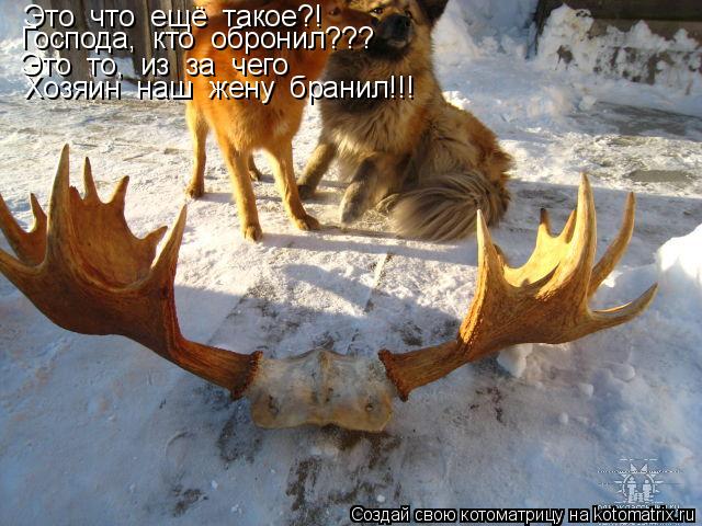 Котоматрица: Это  что  ещё  такое?! Господа,  кто  обронил??? Это  то,  из  за  чего Хозяин  наш  жену  бранил!!!