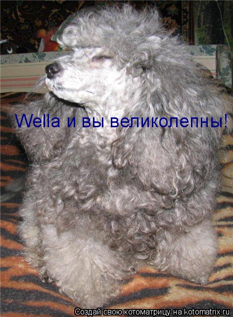 Wella и вы великолепны!... Котоматрица: Wella и вы великолепны!