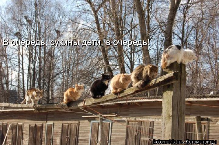 В очередь, сукины дети, в очередь!... Котоматрица: В очередь, сукины дети, в очередь!