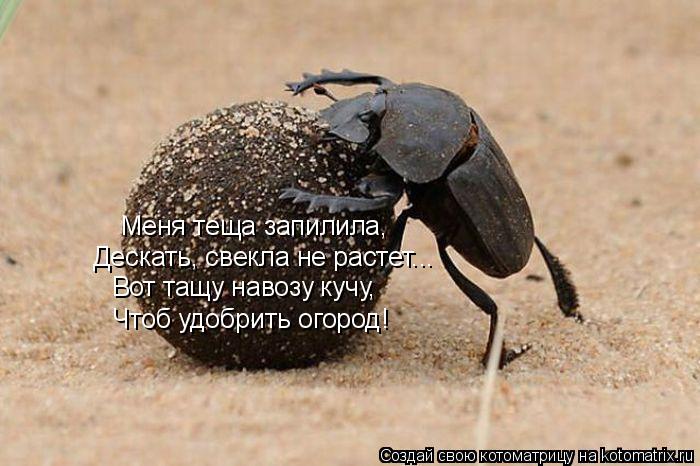 Котоматрица: Меня теща запилила, Дескать, свекла не растет... Вот тащу навозу кучу, Чтоб удобрить огород!