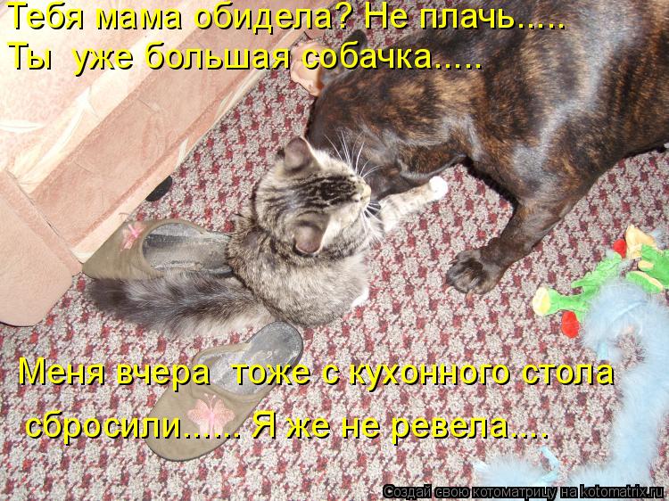 Котоматрица: Меня вчера  тоже с кухонного стола   сбросили...... Я же не ревела…... Тебя мама обидела? Не плачь….... Ты  уже большая собачка…....