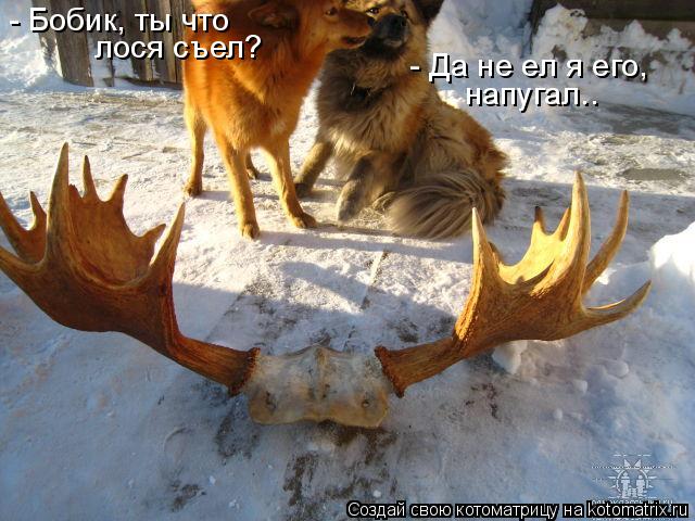 Котоматрица: - Бобик, ты что лося съел? - Да не ел я его, напугал..