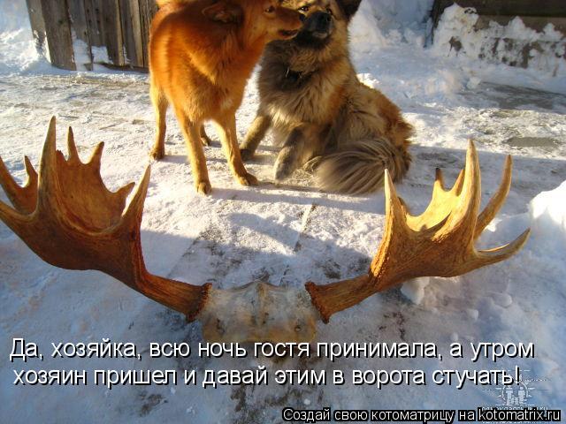 Котоматрица: Да, хозяйка, всю ночь гостя принимала, а утром  хозяин пришел и давай этим в ворота стучать!