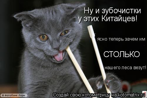 Котоматрица: Ну и зубочистки у этих Китайцев! СТОЛЬКО ясно теперь зачем им нашего леса везут!