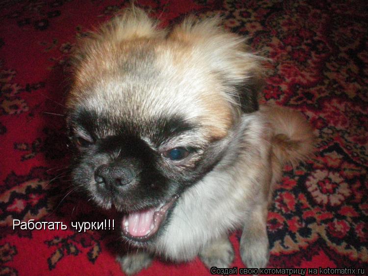 Работать чурки!!!... Котоматрица: Работать чурки!!!