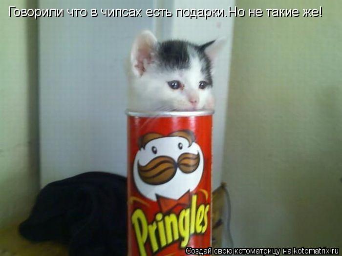 Котоматрица: Говорили что в чипсах есть подарки.Но не такие же!