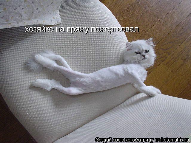 Котоматрица: хозяйке на пряжу пожертвовал
