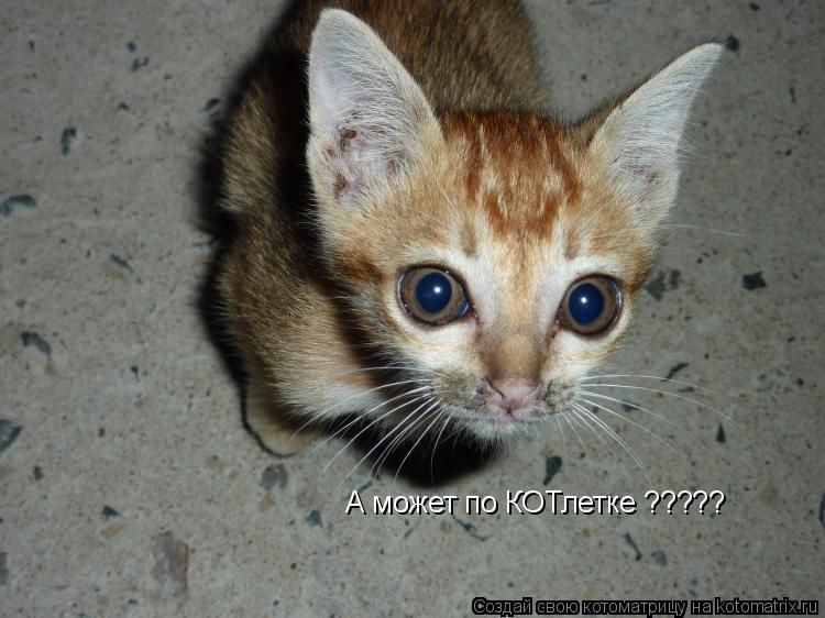 А может по КОТлетке ?????... Котоматрица: А может по КОТлетке ?????