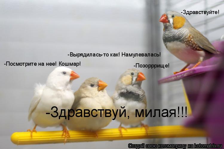 -Вырядилась-то как! Намулевалась! -Посмотрите на нее! Кошмар! -Позорррище! -Здравствуйте! -Здравствуй... Котоматрица: -Вырядилась-то как! Намулевалась! -Посмотрите на нее! Кошмар! -Позорррище! -Здравствуйте! -Здравствуй, милая!!!