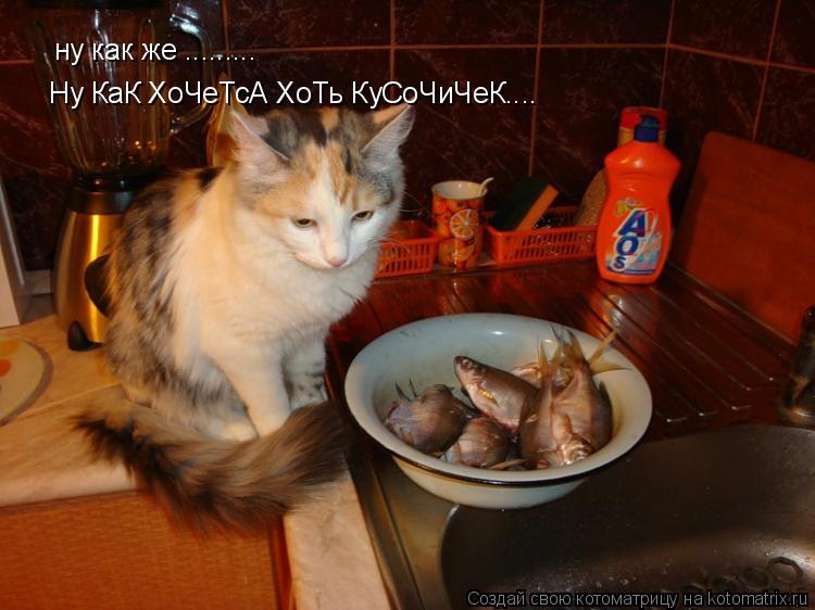 ну как же ......... Ну КаК ХоЧеТсА ХоТь КуСоЧиЧеК....... Котоматрица: ну как же ......... Ну КаК ХоЧеТсА ХоТь КуСоЧиЧеК....