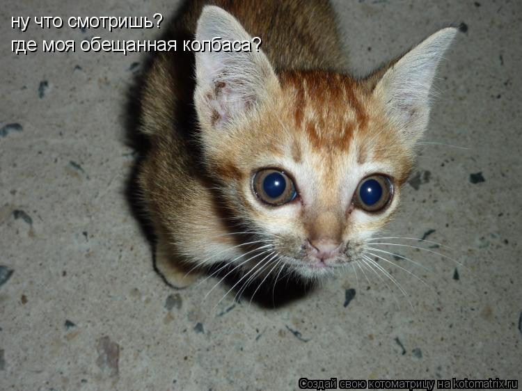 ну что смотришь? где моя обещанная колбаса?... Котоматрица: ну что смотришь? где моя обещанная колбаса?