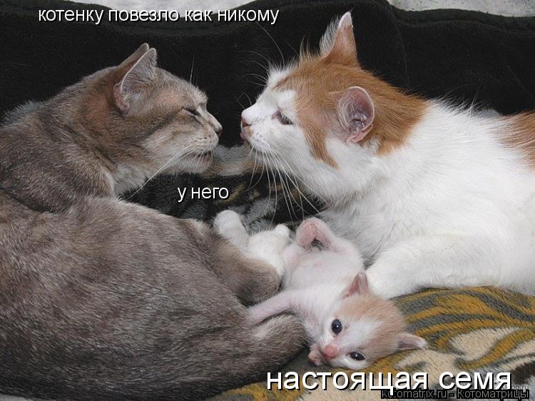 настоящая семя котенку повезло как никому у него... Котоматрица: настоящая семя котенку повезло как никому у него