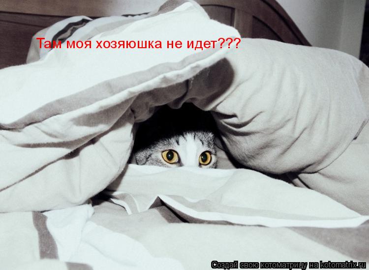 Котоматрица: Там моя хозяюшка не идет???