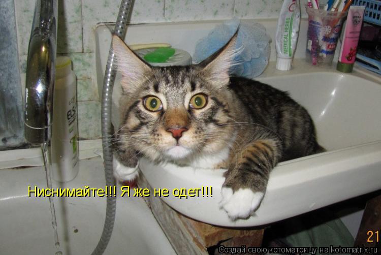 Котоматрица: Ниснимайте!!! Я же не одет!!!